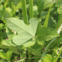 Psophocarpus scandens (Endl.) Verdc.